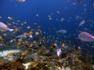 Chromis scotochiloptera