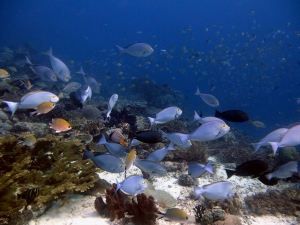 Acanthurus mata