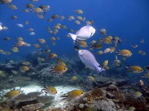 Chromis scotochiloptera, Acanthurus mata