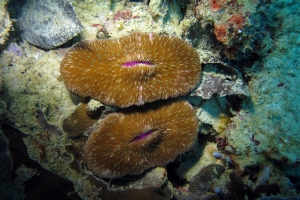 Herpolitha weberi ou limax