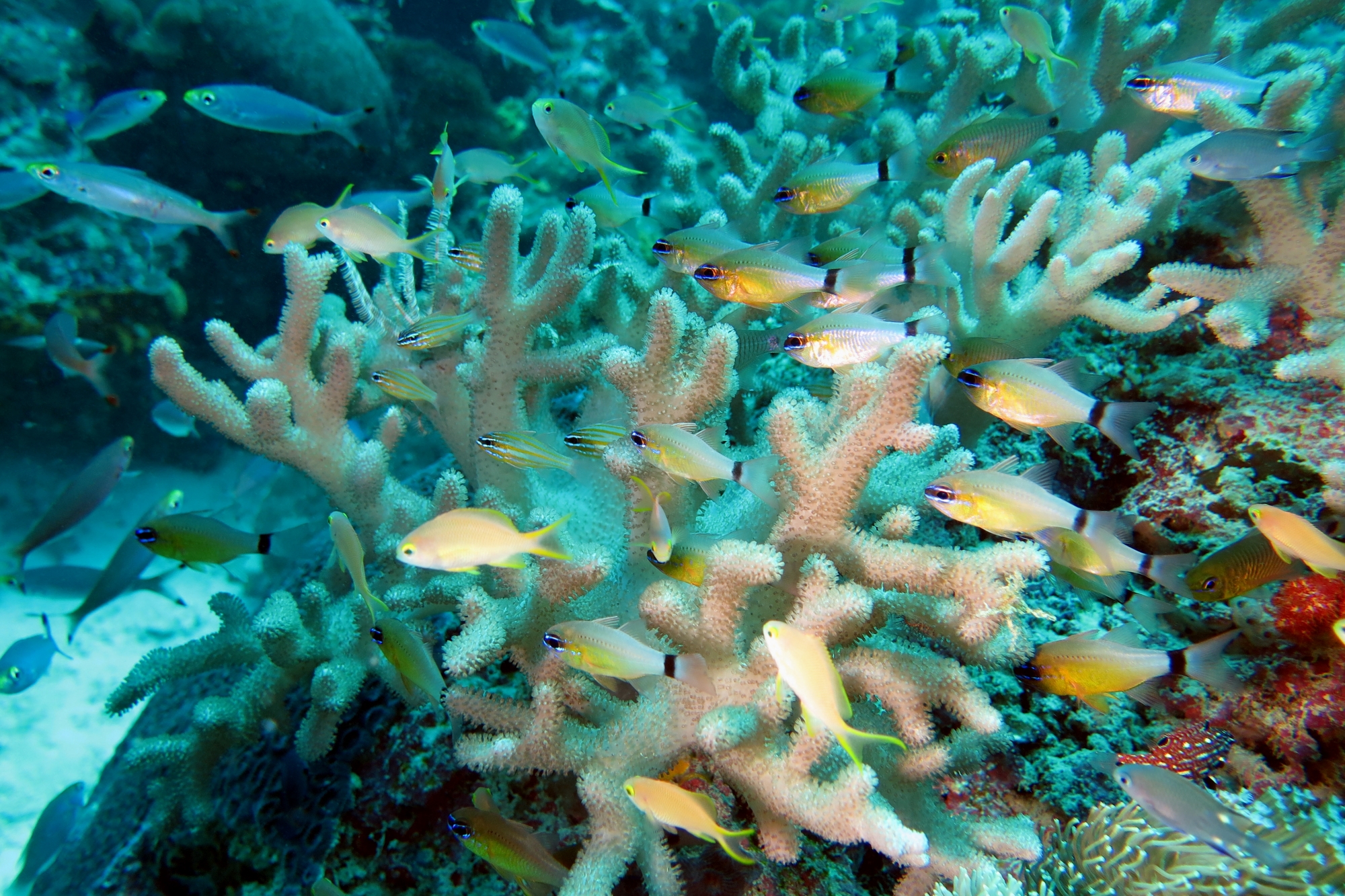 Ostorhinchus aureus, Ostorhinchus cyanosoma, Archamia fucata, Amblyglyphidodon aureus, Chromis elerae, Sinularia polydactyla