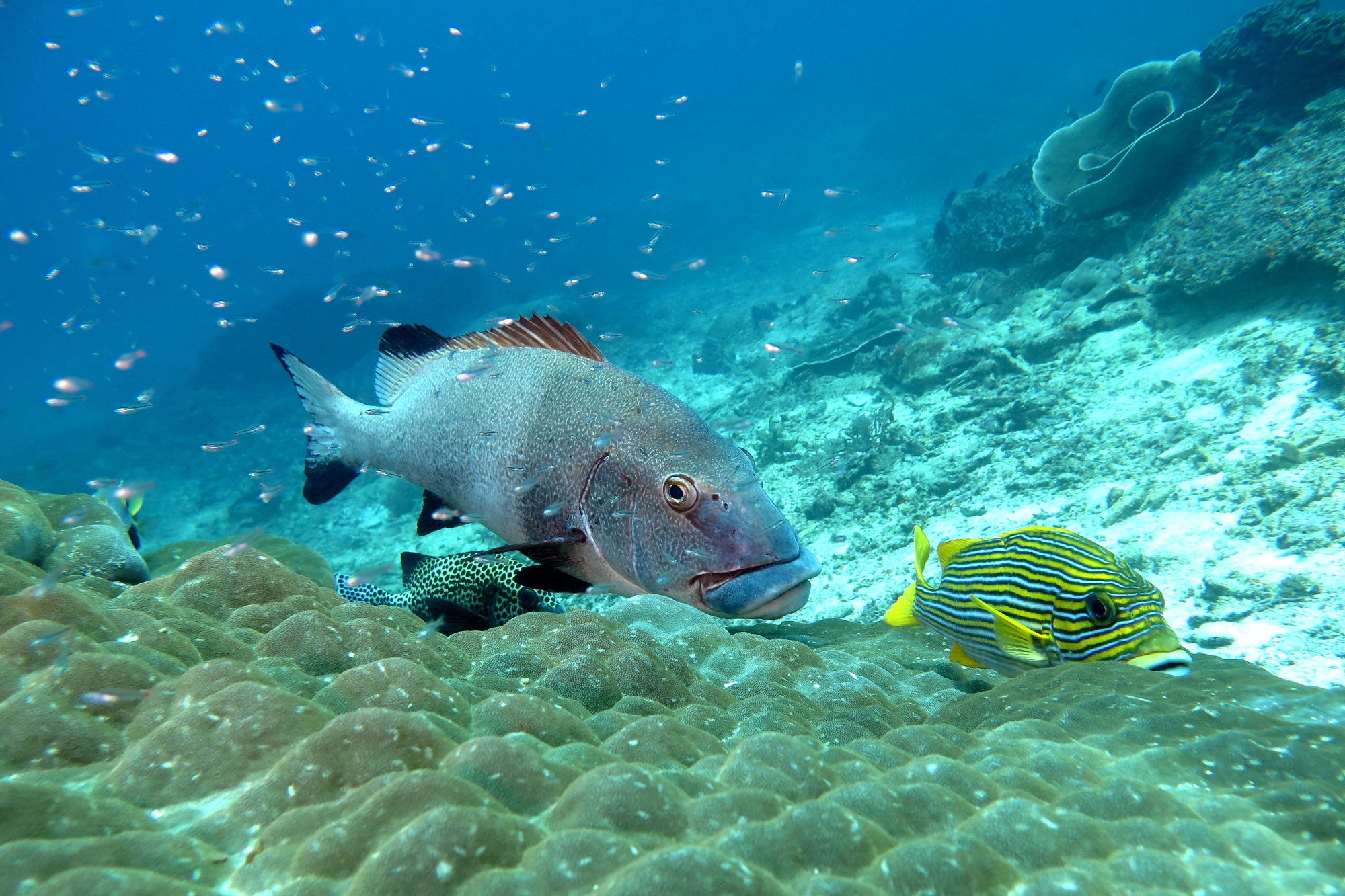 Plectorhinchus albovittatus, Plectorhinchus polytaenia, Plectorhinchus chaetodonoides