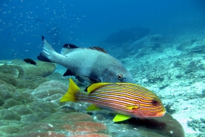 Plectorhinchus polytaenia, Plectorhinchus albovittatus