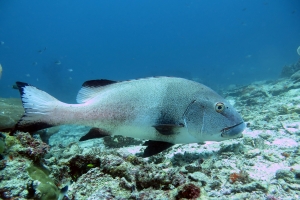 Plectorhinchus albovittatus