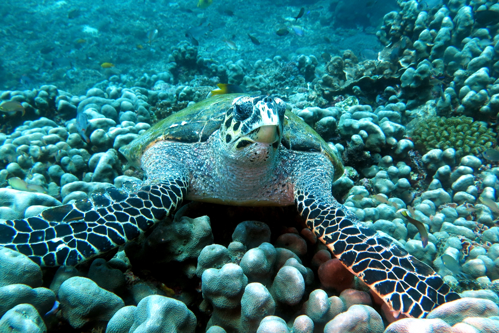 Eretmochelys imbricata