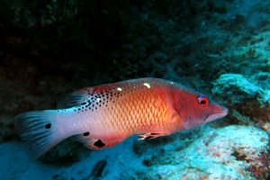 Bodianus diana