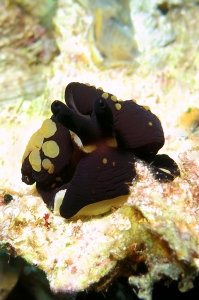 Berthella martensi