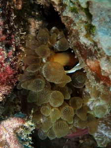 Amphiprion sebae, Entacmaea quadricolor