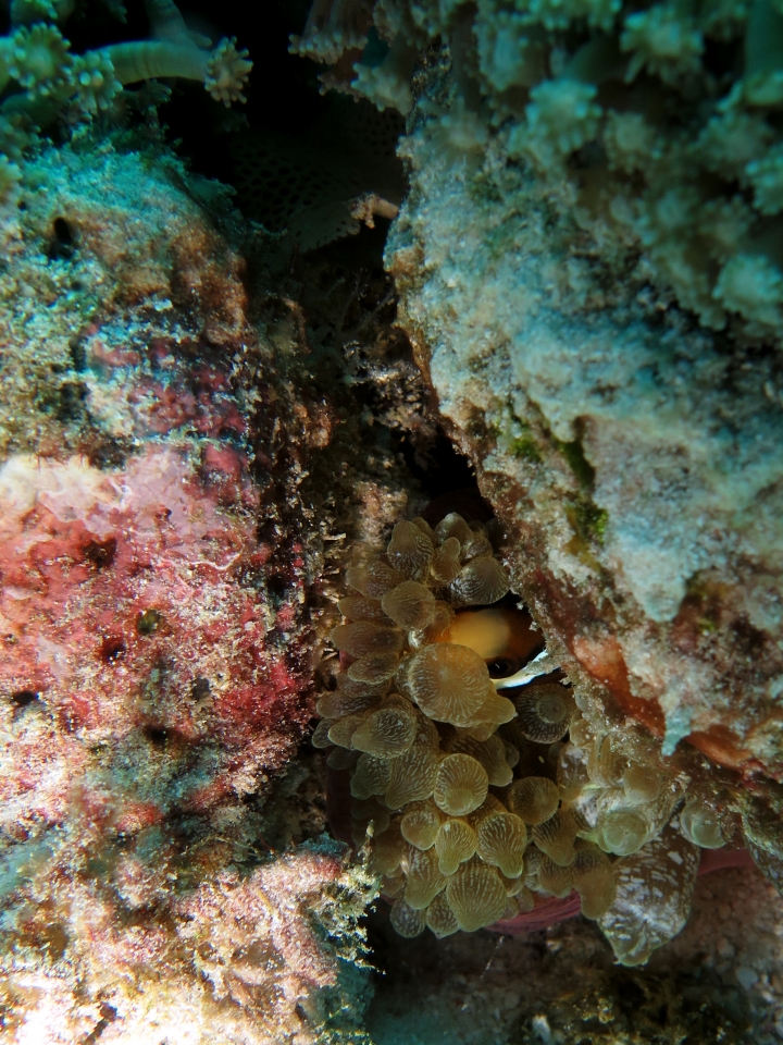 Amphiprion sebae, Entacmaea quadricolor