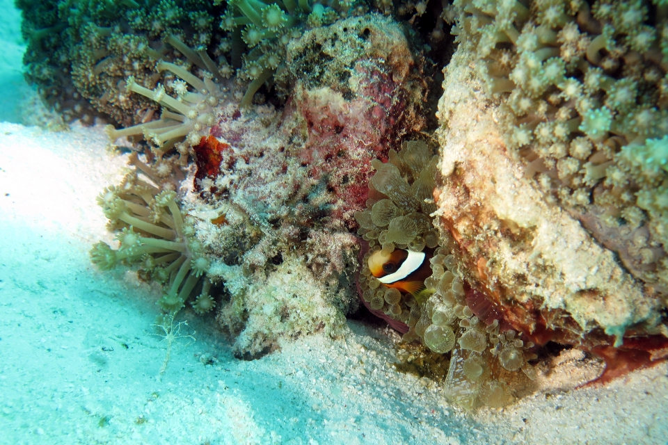 Amphiprion sebae, Entacmaea quadricolor