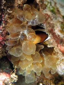 Amphiprion sebae, Entacmaea quadricolor