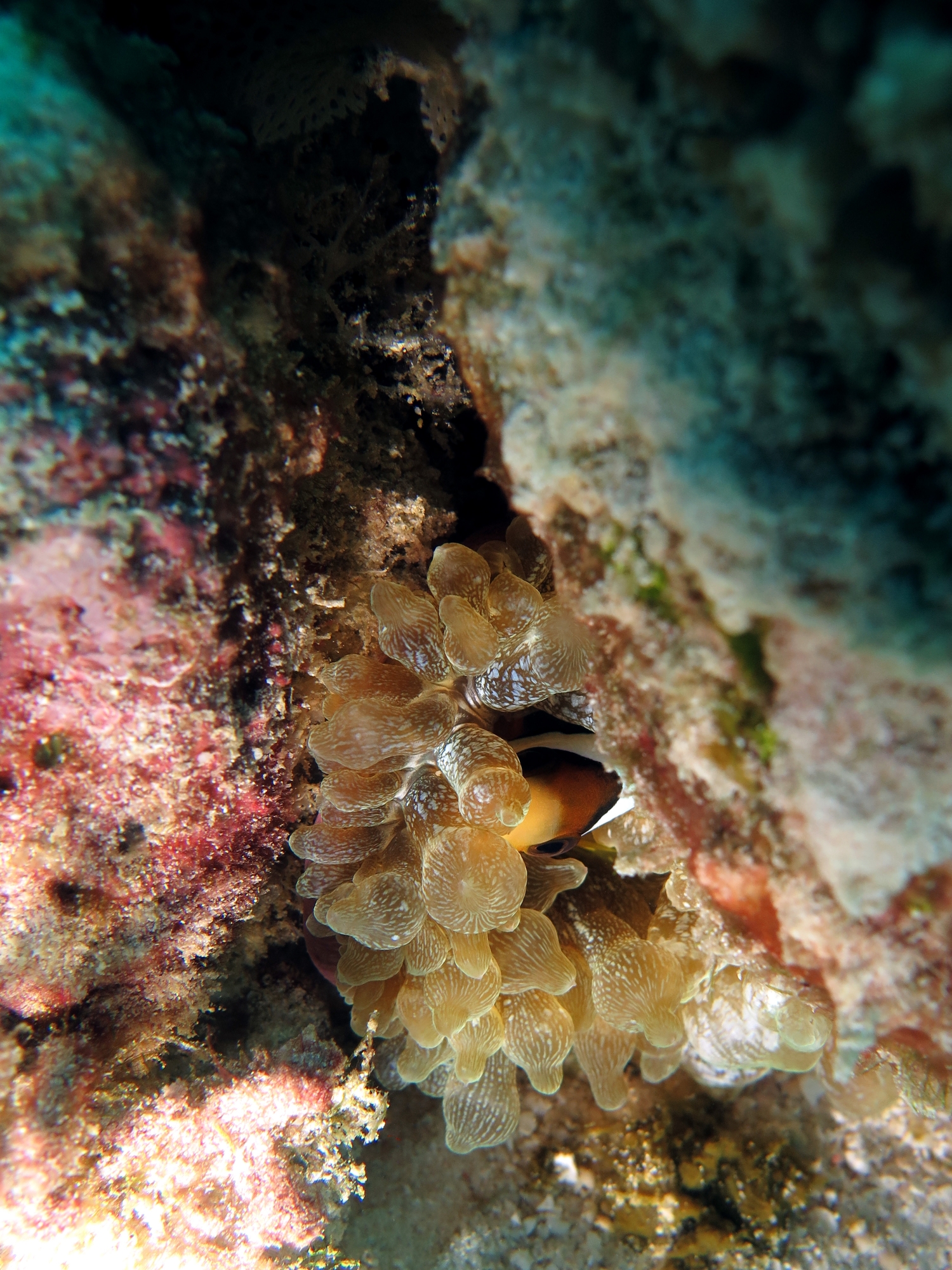 Amphiprion sebae, Entacmaea quadricolor