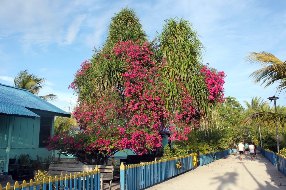 Le bougainvillier, décor éblouissant égayant le village d'Arborek