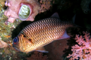 Myripristis adusta