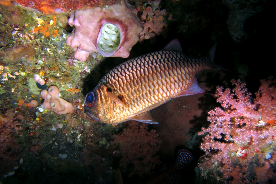 Myripristis adusta