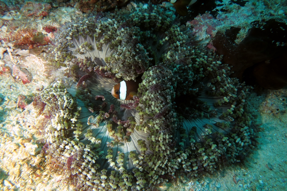 Amphiprion clarkii, Heteractis aurora