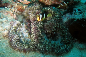 Amphiprion clarkii, Heteractis aurora