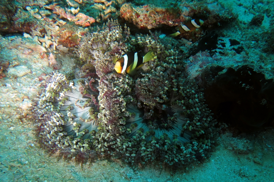 Amphiprion clarkii, Heteractis aurora