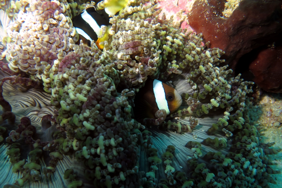 Amphiprion clarkii, Heteractis aurora