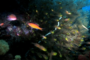 Parapriacanthus ransonneti, Pseudanthias huchtii, Pseudanthias ignitus