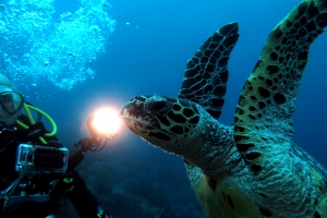 Eretmochelys imbricata