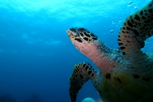 Eretmochelys imbricata