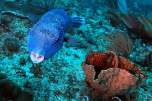 Arothron caeruleopunctatus