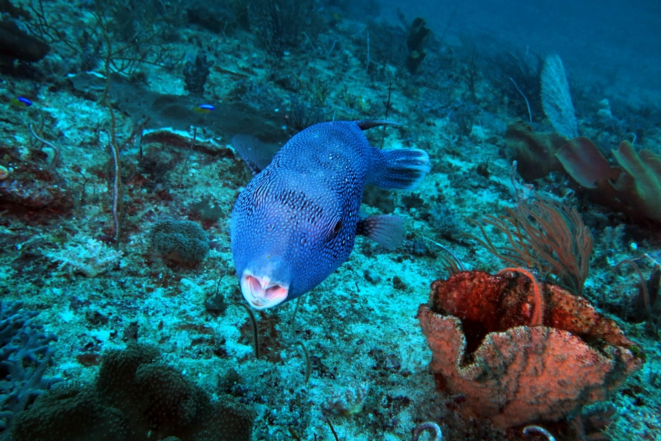 Arothron caeruleopunctatus