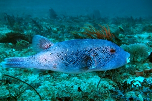 Arothron caeruleopunctatus