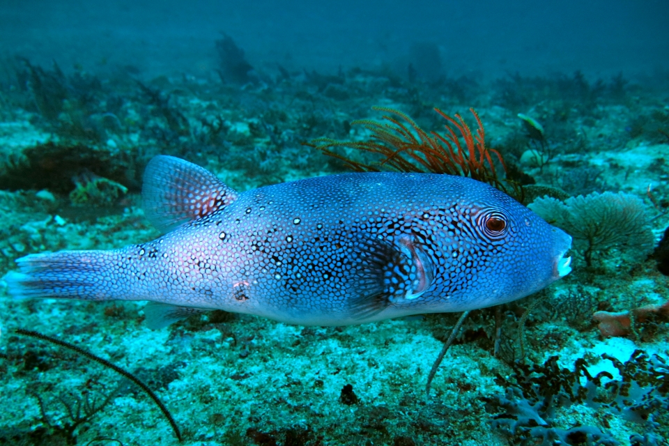 Arothron caeruleopunctatus