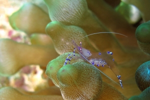 Ancylomenes sarasvati, Entacmaea quadricolor