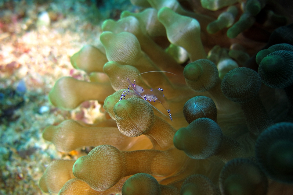 Ancylomenes sarasvati, Entacmaea quadricolor