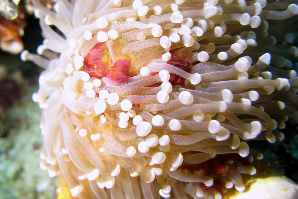 Achaeus japonicus, Euphyllia glabrescens