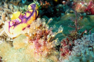 Clavelina detorta, Polycarpa aurata