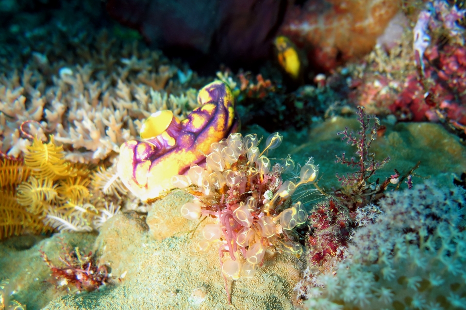 Clavelina detorta, Polycarpa aurata