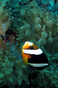 Amphiprion clarkii, Entacmaea quadricolor