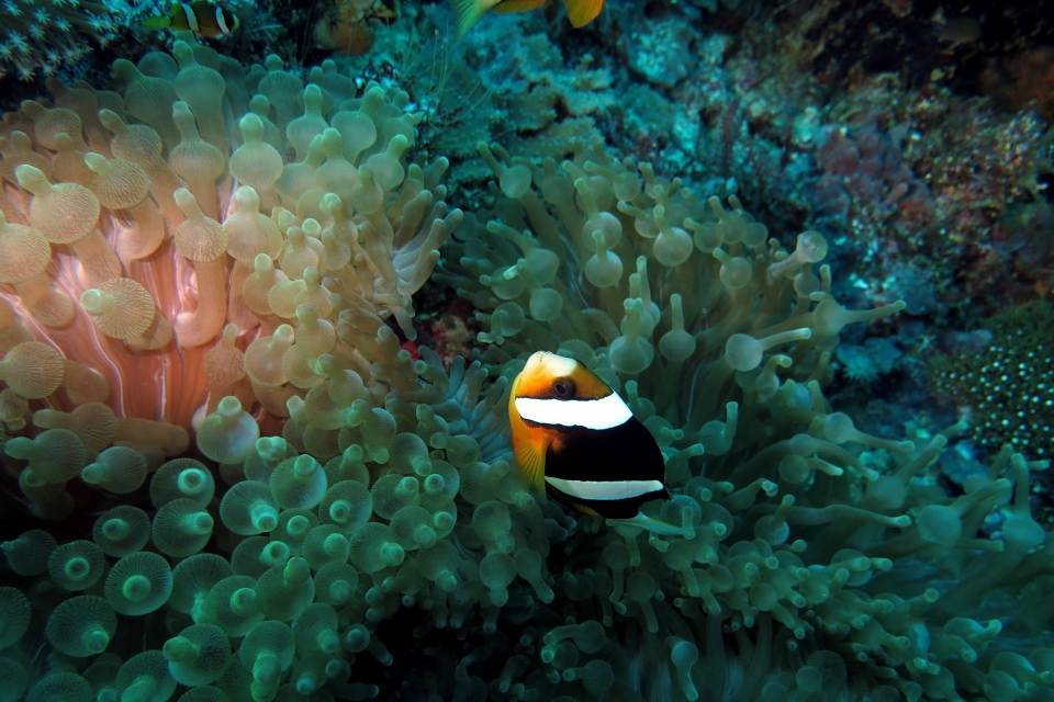 Amphiprion clarkii, Entacmaea quadricolor