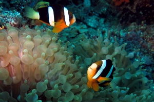 Amphiprion clarkii, Entacmaea quadricolor