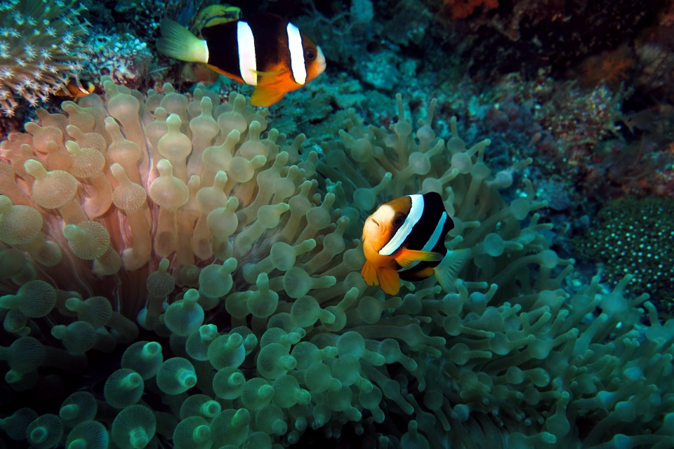 Amphiprion clarkii, Entacmaea quadricolor