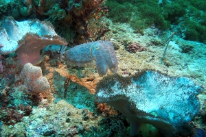 Sepia latimanus, Sarcophyton glaucum