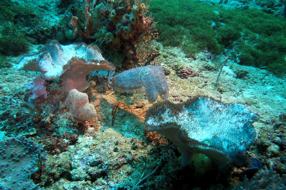 Sepia latimanus, Sarcophyton glaucum