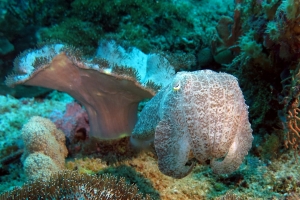 Sepia latimanus, Sarcophyton glaucum