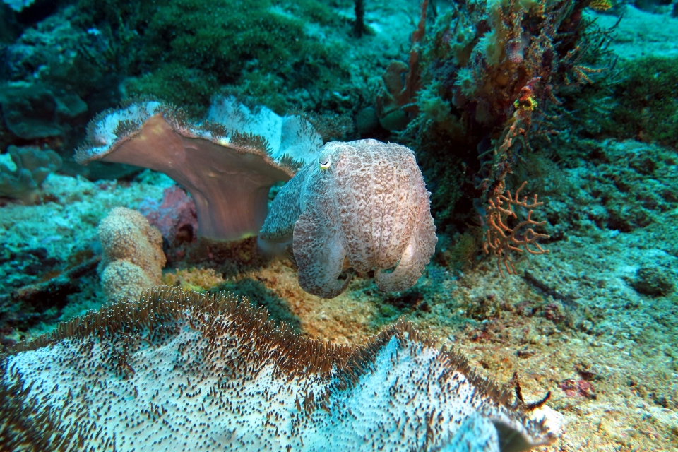 Sepia latimanus, Sarcophyton glaucum