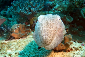 Sepia latimanus