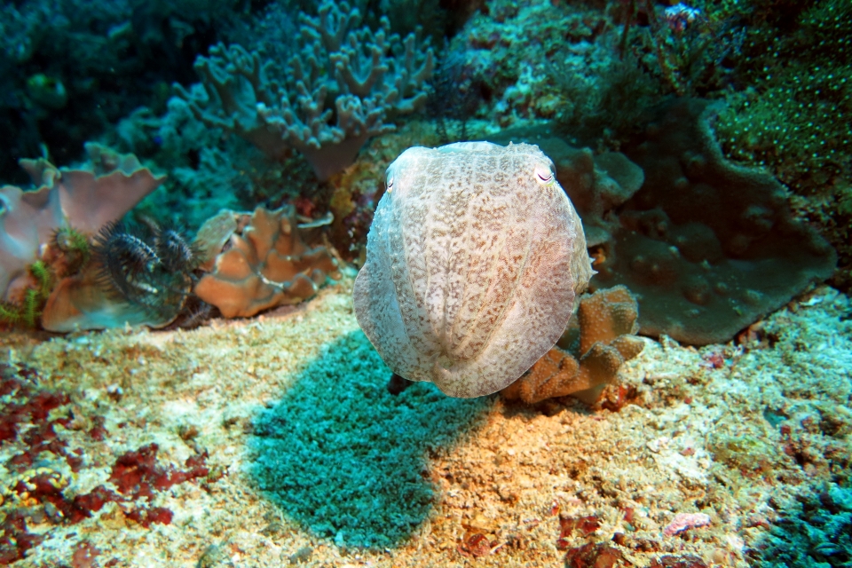 Sepia latimanus