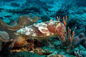 Sepia latimanus