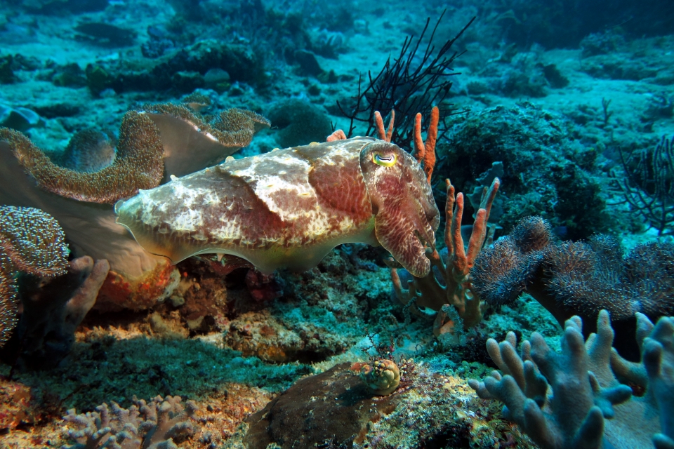 Sepia latimanus