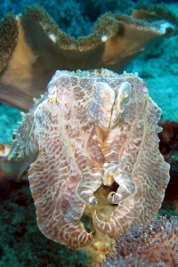 Sepia latimanus