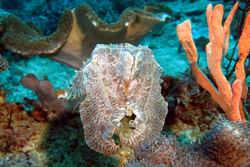 Sepia latimanus