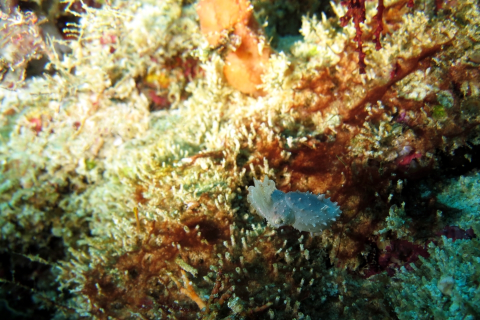 Sepia latimanus